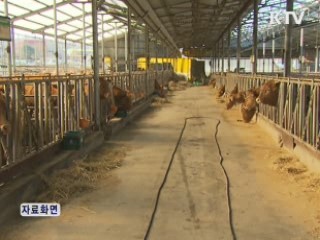 포천·연천 소 폐사 '보툴리눔 독소증'