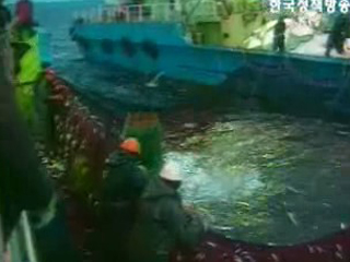 참조기 등 수산자원 회복 본격 추진