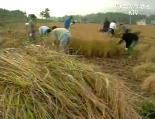쌀 소득보전직불제-윤석도 농림부 소득정책과 쌀소득보전직불제 담당사무관
