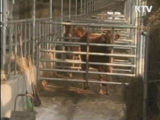 정부, 구제역 백신접종 여부 신중 검토