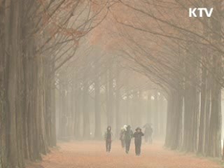 겨울비 내리는 담양 메타세콰이어길