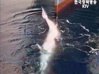 한·일 여객선 고래충돌 방지 본격 추진