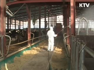 충남 서산 구제역 의심신고… 정밀검사